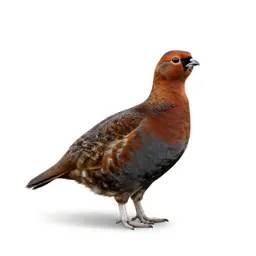 Red grouse