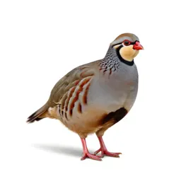 Red-legged partridge