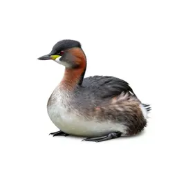 Red-necked grebe