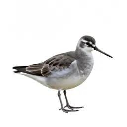 Red phalarope