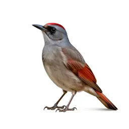 Red-shafted flicker