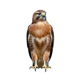 Red-shouldered hawk