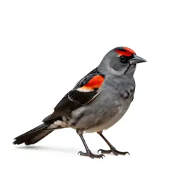 Red-winged blackbird