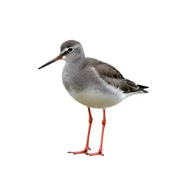 Redshank