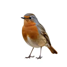 Redstart