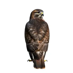 Redtail