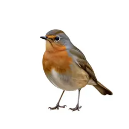 Redwing