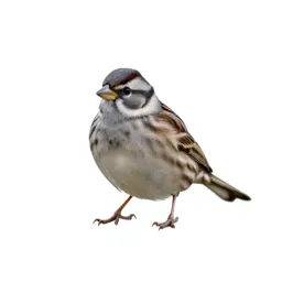 Reed bunting