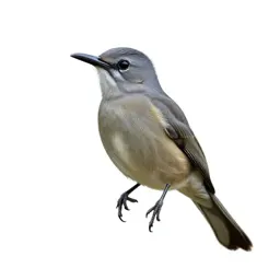 Riflebird