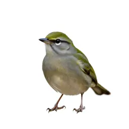 Rifleman bird