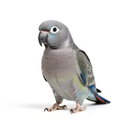 Ring-necked parakeet