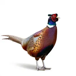 Ring-necked pheasant