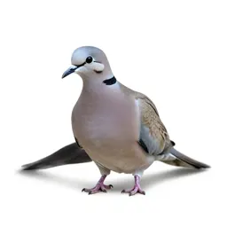 Ringdove