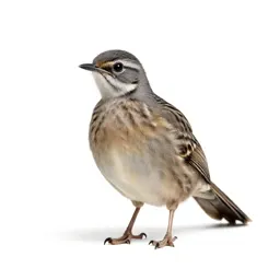 Roadrunner