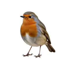 Robin