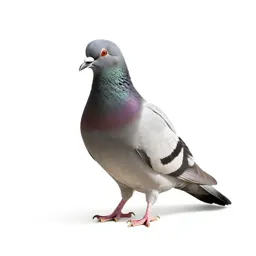 Rock dove