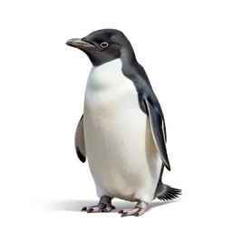 Rock hopper