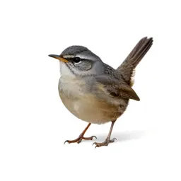 Rock wren