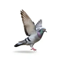 Roller