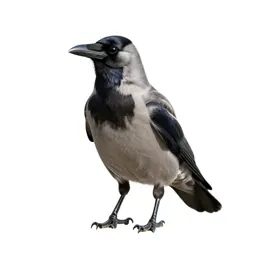 Rook