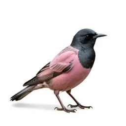 Rose-colored starling