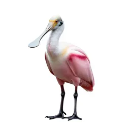 Roseate spoonbill