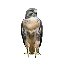 Rough-legged hawk