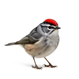 Ruby-crowned kinglet