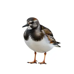 Ruddy turnstone