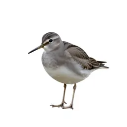Ruff