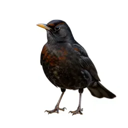 Rusty blackbird