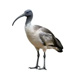 Sacred ibis