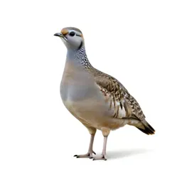 Sandgrouse