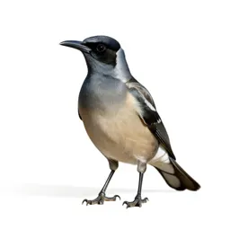 Satin bowerbird