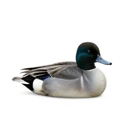 Scaup