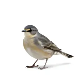 Scissortail