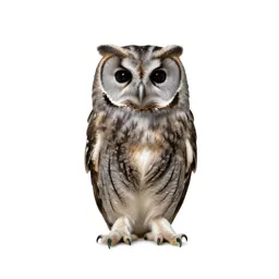 Scops owl