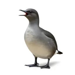 Screamer