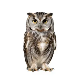 Screech owl