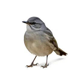 Scrubbird
