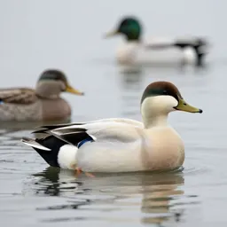 Sea duck