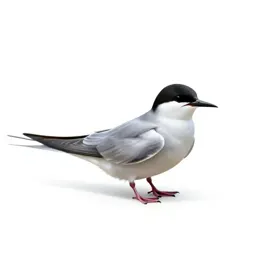 Sea swallow