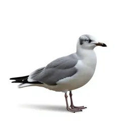 Seabird