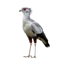 Secretary bird
