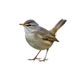 Sedge warbler