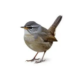 Sedge wren