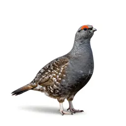 Sharp-tailed grouse