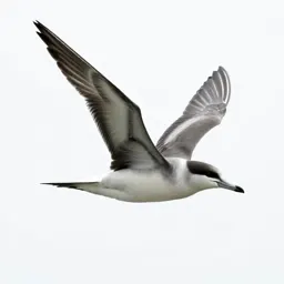Shearwater