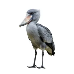 Shoebill