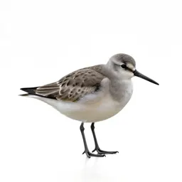 Shorebird